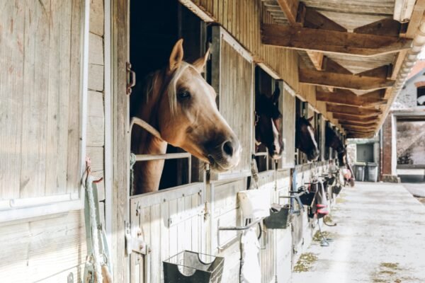 Horse stables